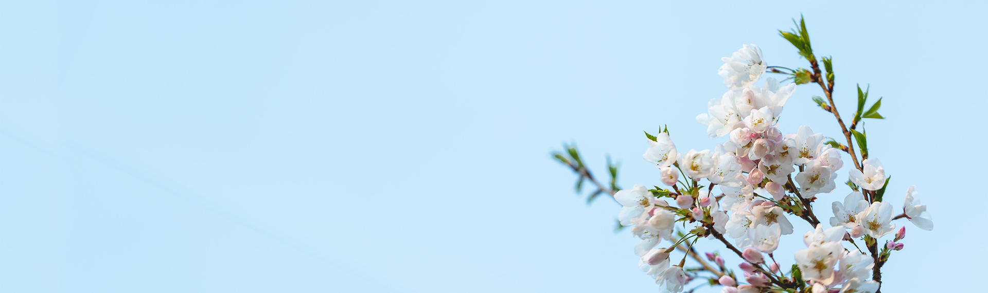 Good Spirit Blossom.png